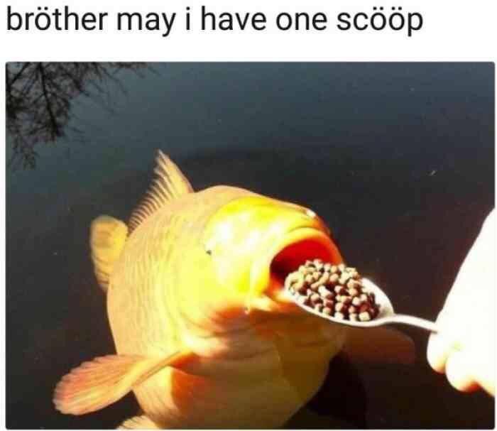 bröther may i have one scööp - brther may i have one scp