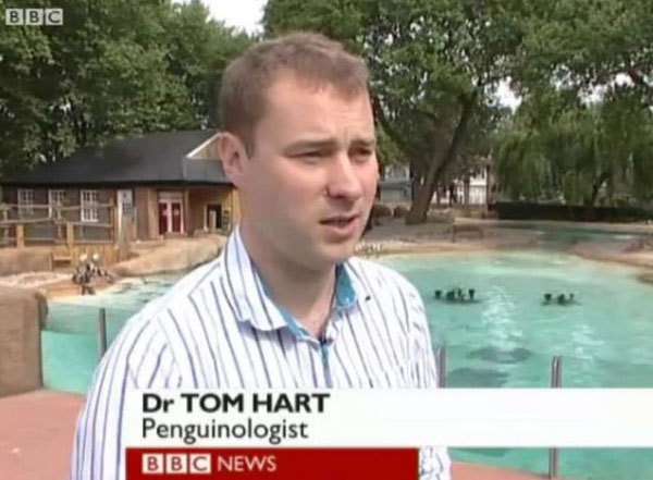 funny job titles - Bbc Dr Tom Hart Penguinologist Bbc News