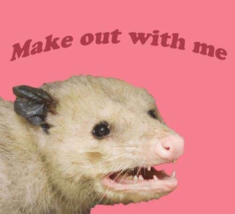 possum valentines day card - with me Make out with