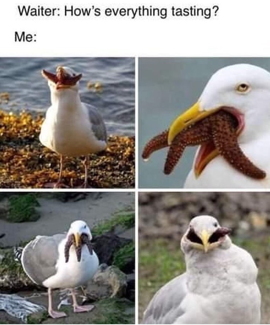 seagull eating a starfish - Waiter How's everything tasting? Me