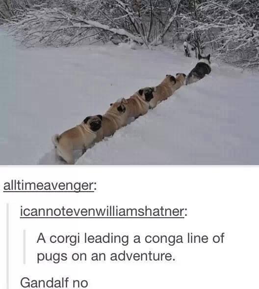 corgi pugs snow - alltimeavenger icannotevenwilliamshatner A corgi leading a conga line of pugs on an adventure. Gandalf no