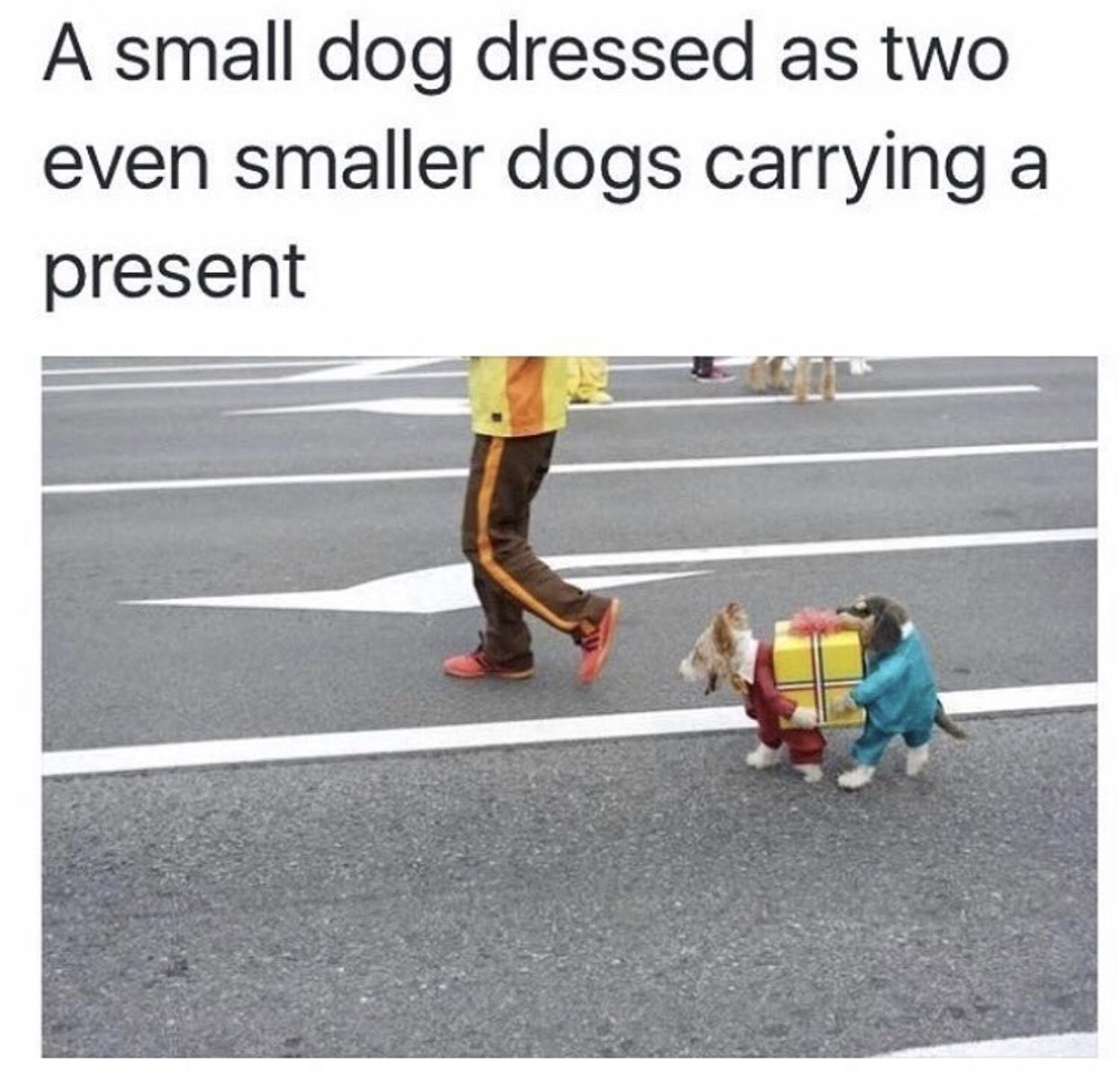 dog costume meme - A small dog dressed as two even smaller dogs carrying a present