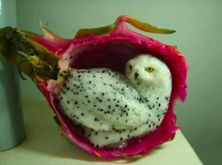 snowy owl dragon fruit
