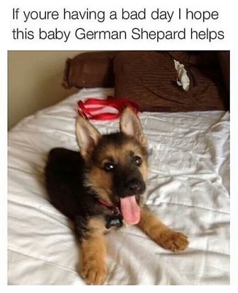 cutest puppies in the world german shepherds - If youre having a bad day I hope this baby German Shepard helps