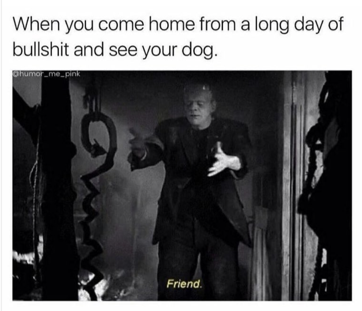 frankenstein memes - When you come home from a long day of bullshit and see your dog. humor me pink Friend.