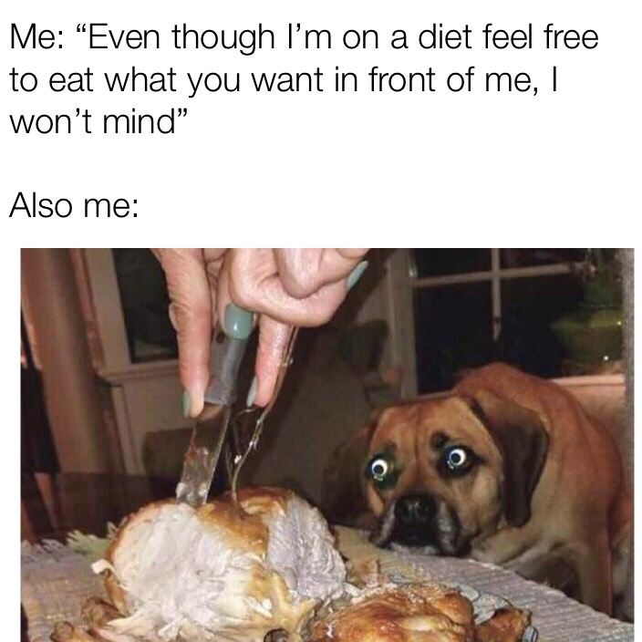 dank meme animals - Me "Even though I'm on a diet feel free to eat what you want in front of me, I won't mind Also me