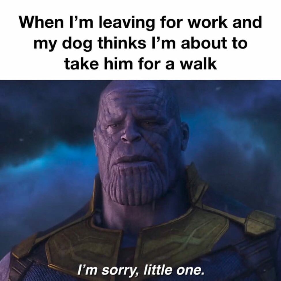 thanos i m sorry little one - When I'm leaving for work and my dog thinks I'm about to take him for a walk I'm sorry, little one.