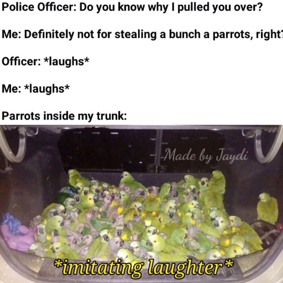 Police Officer Do you know why I pulled you over? Me Definitely not for stealing a bunch a parrots, right? Officer laughs Me laughs Parrots inside my trunk Made by Jaydi imitating laughter