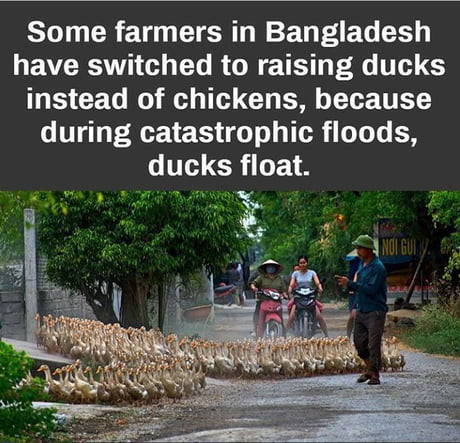 don t vote for obama - Some farmers in Bangladesh have switched to raising ducks instead of chickens, because during catastrophic floods, ducks float. Noi Guli