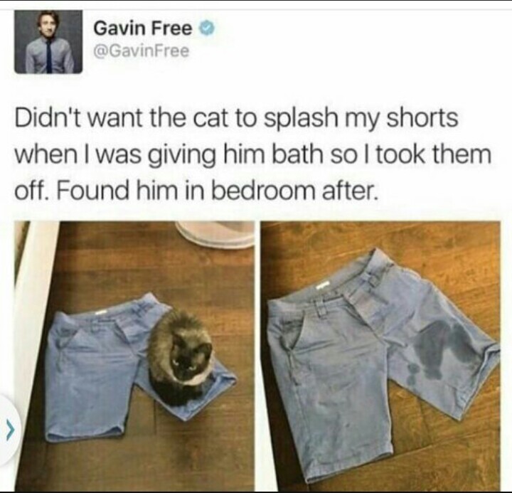 gavin insult generator - Gavin Free Didn't want the cat to splash my shorts when I was giving him bath so I took them off. Found him in bedroom after.