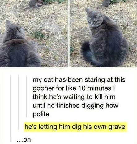cats tumblr post - my cat has been staring at this gopher for 10 minutes 1 think he's waiting to kill him until he finishes digging how polite he's letting him dig his own grave ...oh