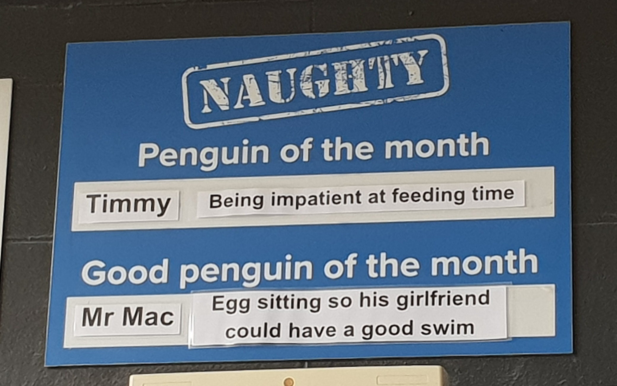 signage - Naughty Penguin of the month Timmy Being impatient at feeding time Good penguin of the month Mr Mac Egg sitting so his girlfriend could have a good swim