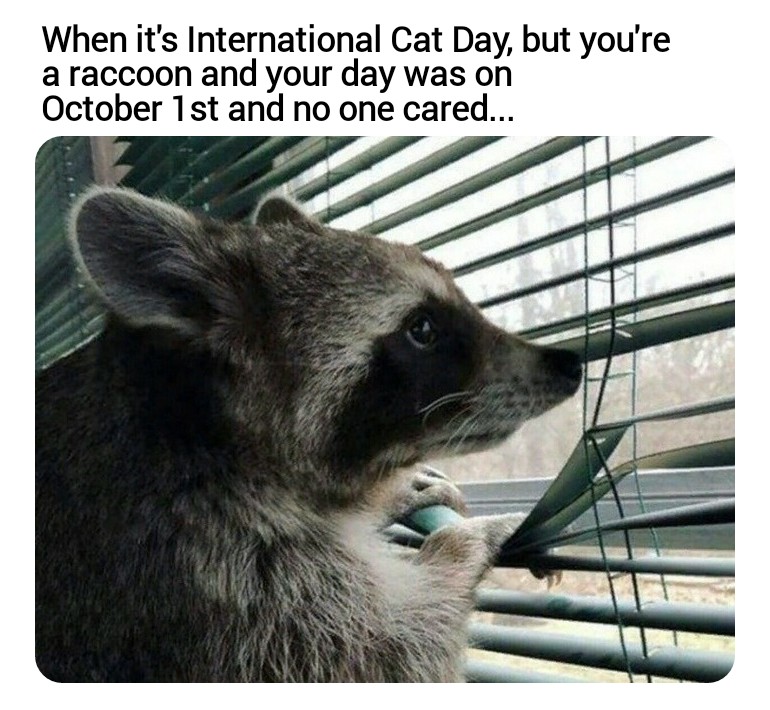 meme raccoon in the rain - When it's International Cat Day, but you're a raccoon and your day was on October 1st and no one cared...