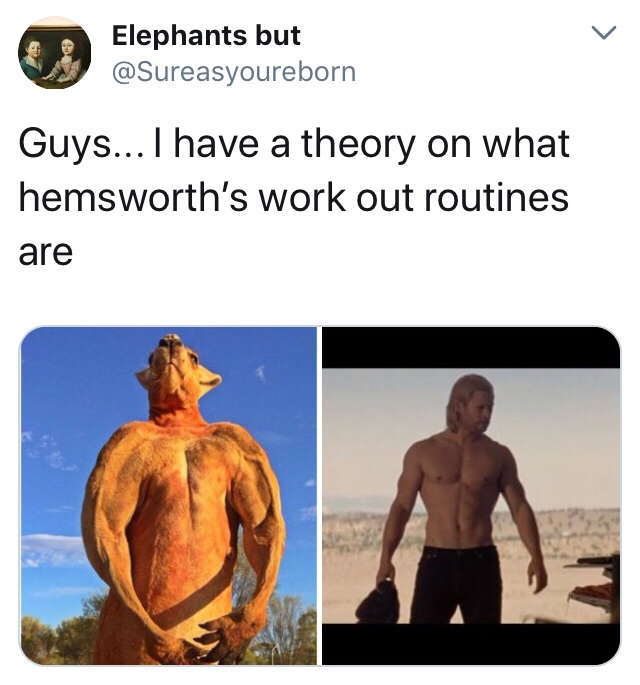 meme shoulder - Elephants but Guys... I have a theory on what hemsworth's work out routines are