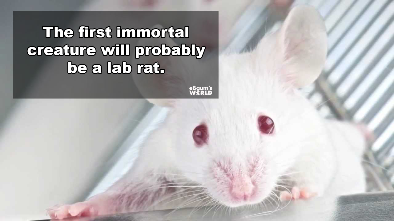 laboratory rats - The first immortal creature will probably be a lab rat. eBaum's World