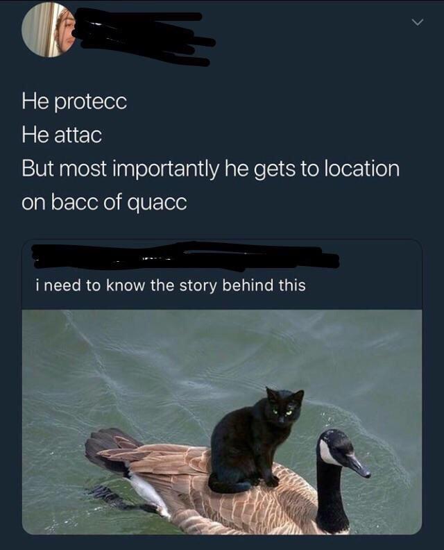 bacc of quacc - He protecc He attac But most importantly he gets to location on bacc of quacc i need to know the story behind this