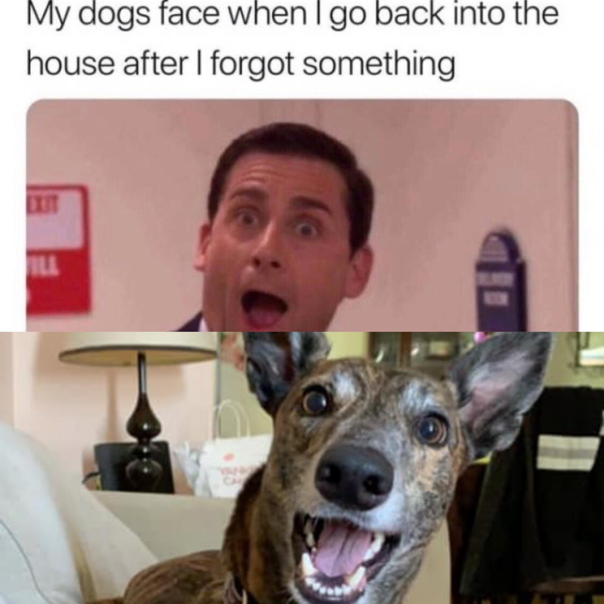 photo caption - My dogs face when I go back into the house after I forgot something