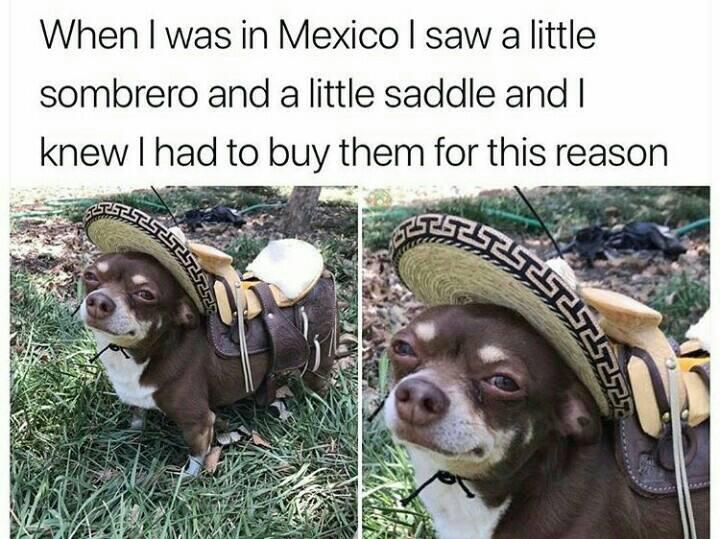 chihuahua with saddle - When I was in Mexico I saw a little sombrero and a little saddle and I knew I had to buy them for this reason Assiten Ieltza.