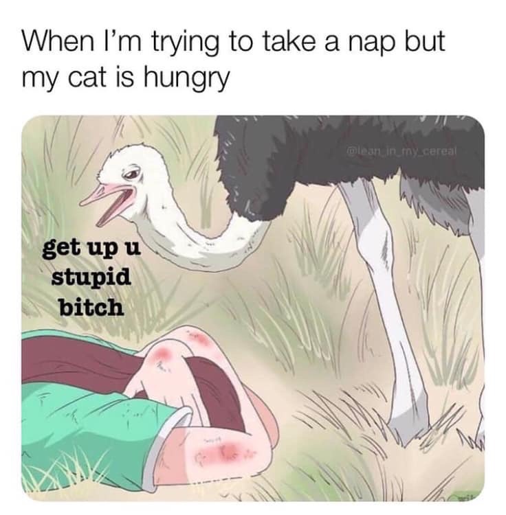 Meme - When I'm trying to take a nap but my cat is hungry meanin_my_cereal get up u stupid bitch