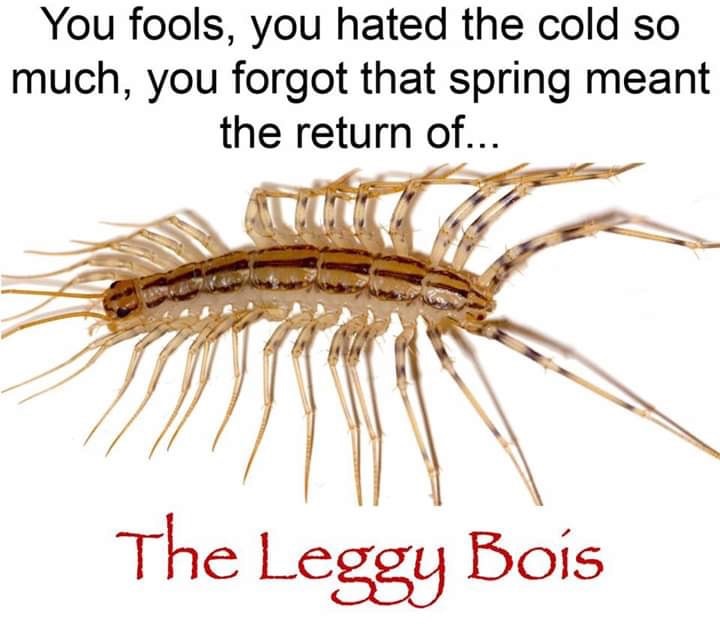 leggy bois meme - You fools, you hated the cold so much, you forgot that spring meant the return of... The Leggy Bois
