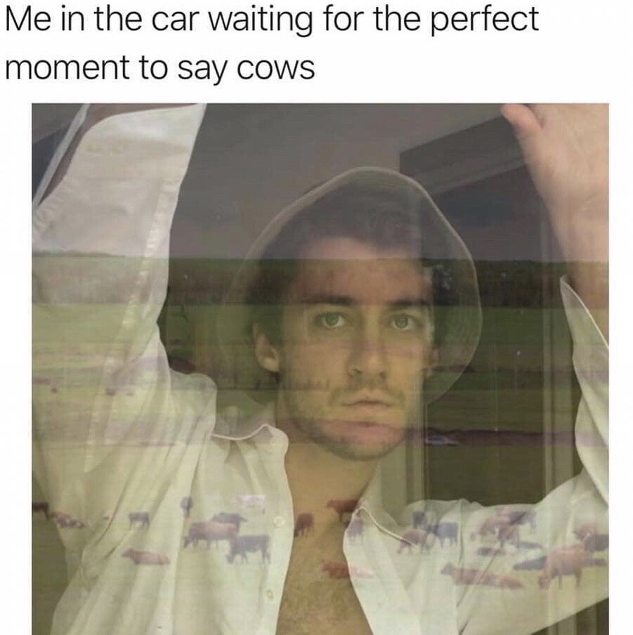 photo caption - Me in the car waiting for the perfect moment to say cows