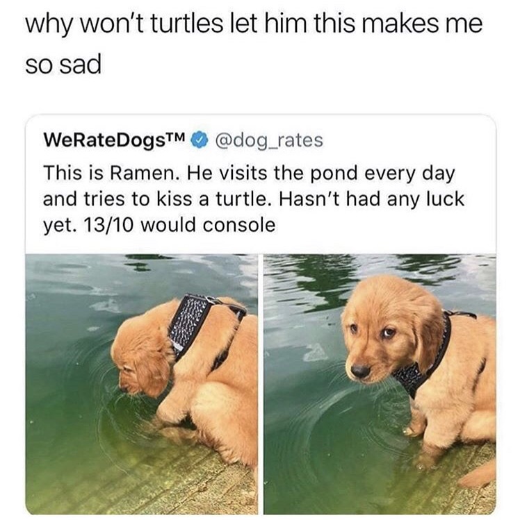 dog wants to kiss turtle - why won't turtles let him this makes me so sad WeRateDogsTM This is Ramen. He visits the pond every day and tries to kiss a turtle. Hasn't had any luck yet. 1310 would console