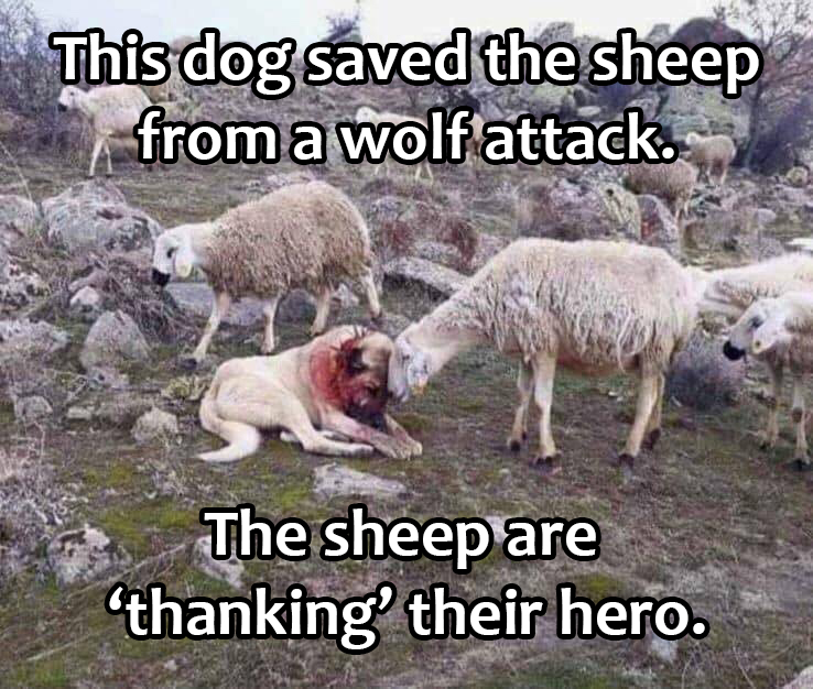 This dog saved the sheep from a wolf attack. The sheep are 'thanking' their hero.