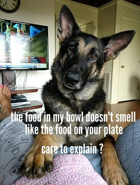 photo caption - the food in my bowl doesn't smell the food on your plate care to explain ?