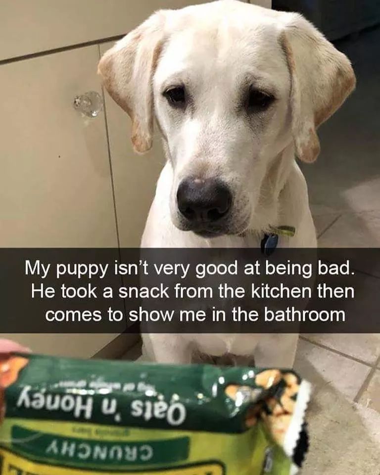 Dog - My puppy isn't very good at being bad. He took a snack from the kitchen then comes to show me in the bathroom kuohosieo" A