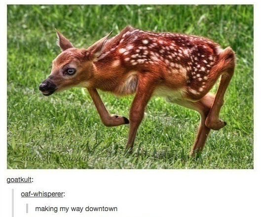 making my way downtown deer meme - CO2 goatkult oafwhisperer | making my way downtown