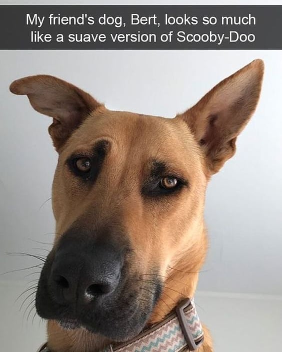 dog that looks like scooby doo - My friend's dog, Bert, looks so much a suave version of ScoobyDoo