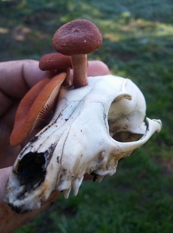 animal skull with mushrooms