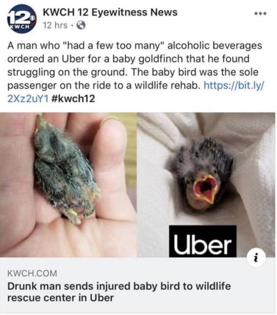 Fetal alcohol spectrum disorder - Kwch 12 Eyewitness News 12 hrs. Kwch A man who "had a few too many" alcoholic beverages ordered an Uber for a baby goldfinch that he found struggling on the ground. The baby bird was the sole passenger on the ride to a wi