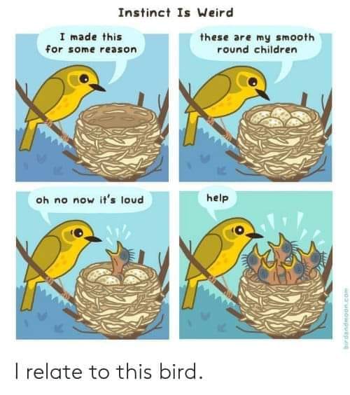 instinct is weird - Instinct Is Weird I made this for some reason these are my smooth round children oh no now it's loud help bird I relate to this bird.