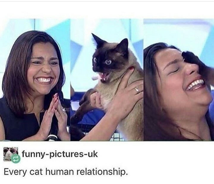 memes lol yuumi - funnypicturesuk Every cat human relationship.