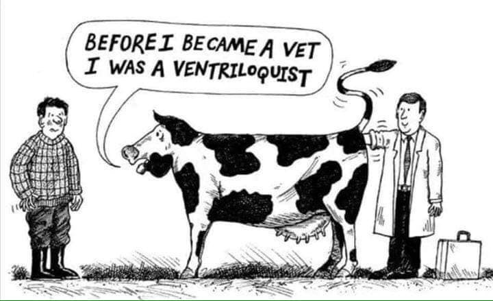 dairy cow - Beforei Became A Vet I Was A Ventriloquist