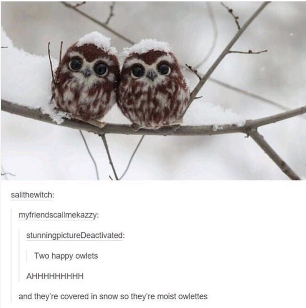 moist owlets - salithewitch myfriendscallmekazzy stunningpictureDeactivated Two happy owlets Ahhhhhhhhh and they're covered in snow so they're moist owlettes