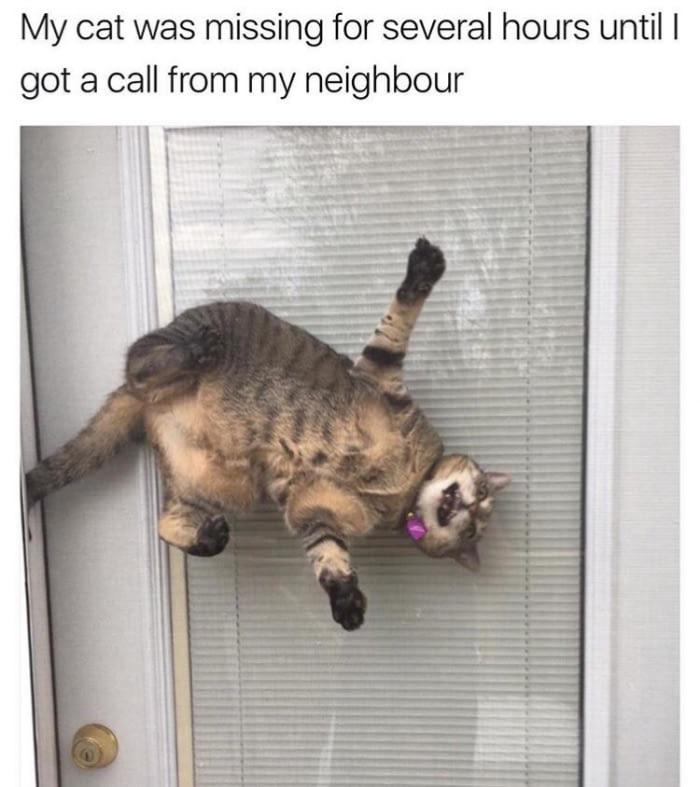 missing your cat memes - My cat was missing for several hours until I got a call from my neighbour