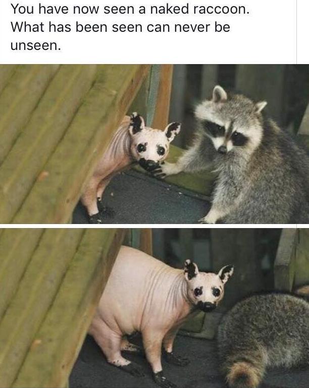 hairless raccoon - You have now seen a naked raccoon. What has been seen can never be unseen.