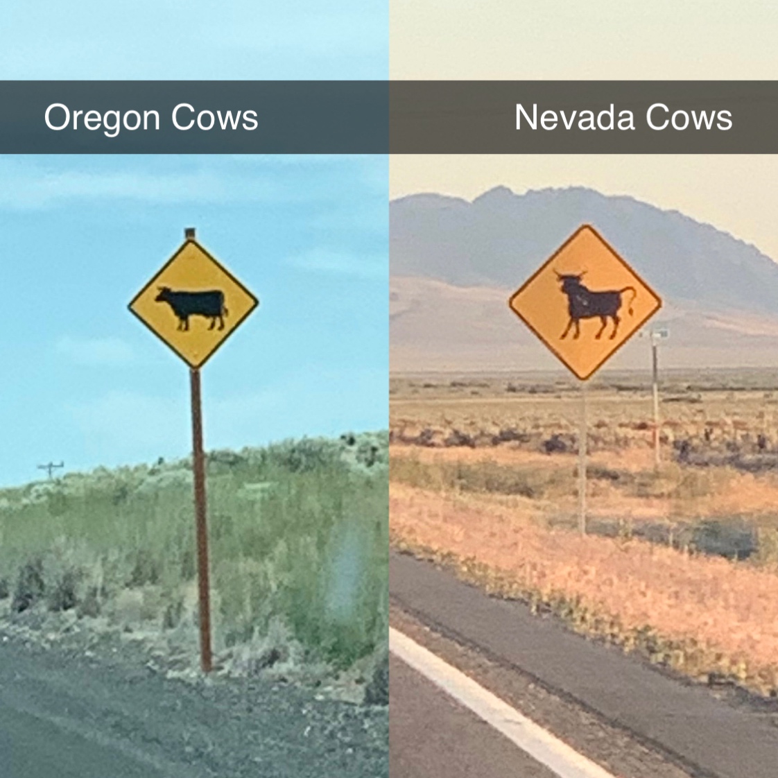 traffic sign - Oregon Cows Nevada Cows
