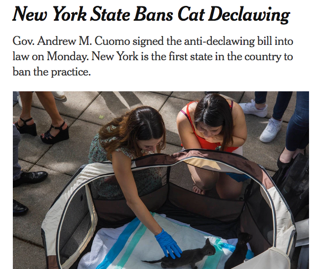 photo caption - New York State Bans Cat Declawing Gov. Andrew M. Cuomo signed the antideclawing bill into law on Monday. New York is the first state in the country to ban the practice.