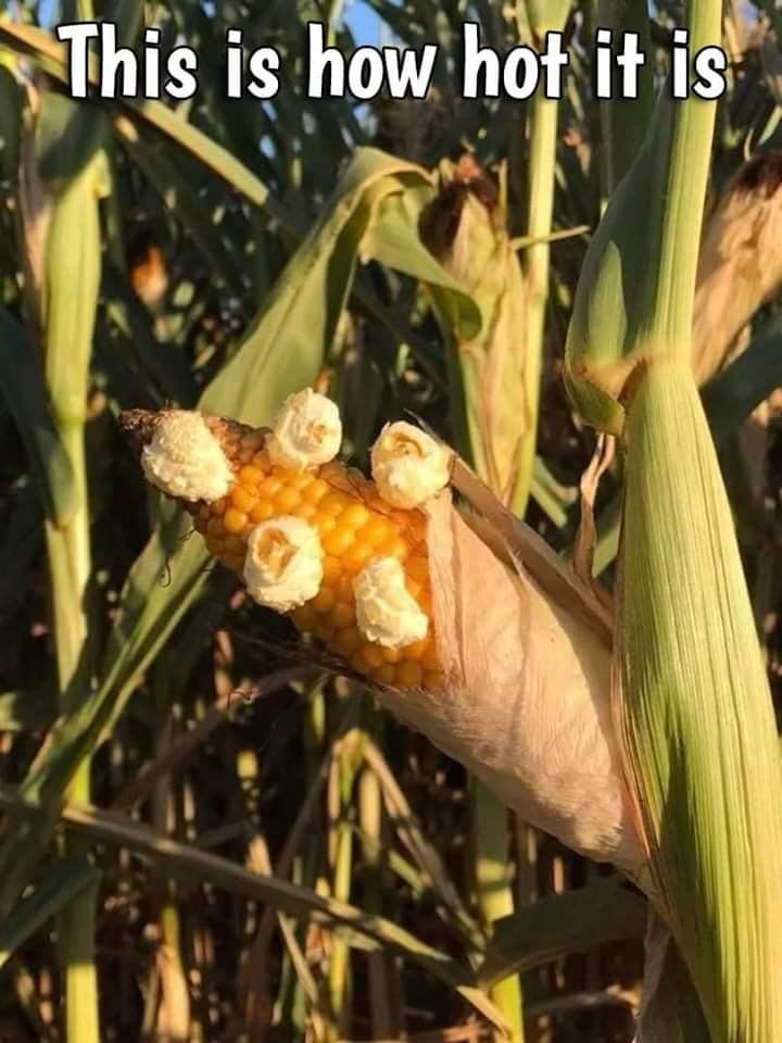 corn popped on the cob - This is how hot it is