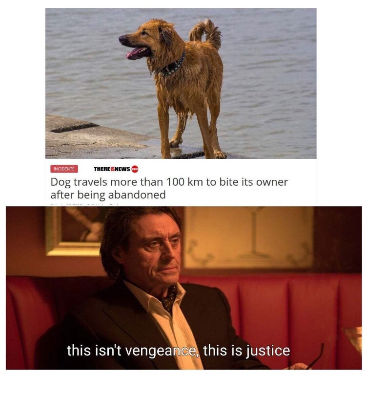 doggo memes - Incidents There Isnews Dog travels more than 100 km to bite its owner after being abandoned this isn't vengeance, this is justice