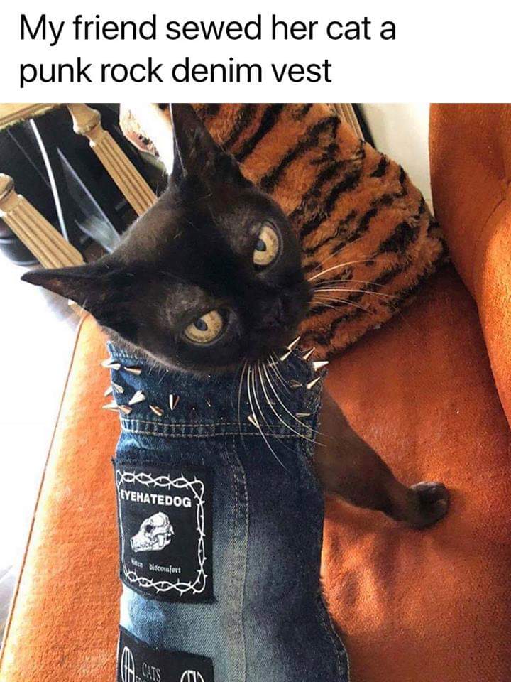 My friend sewed her cat a punk rock denim vest Eyehatedog We Nowort Us Vinsatso