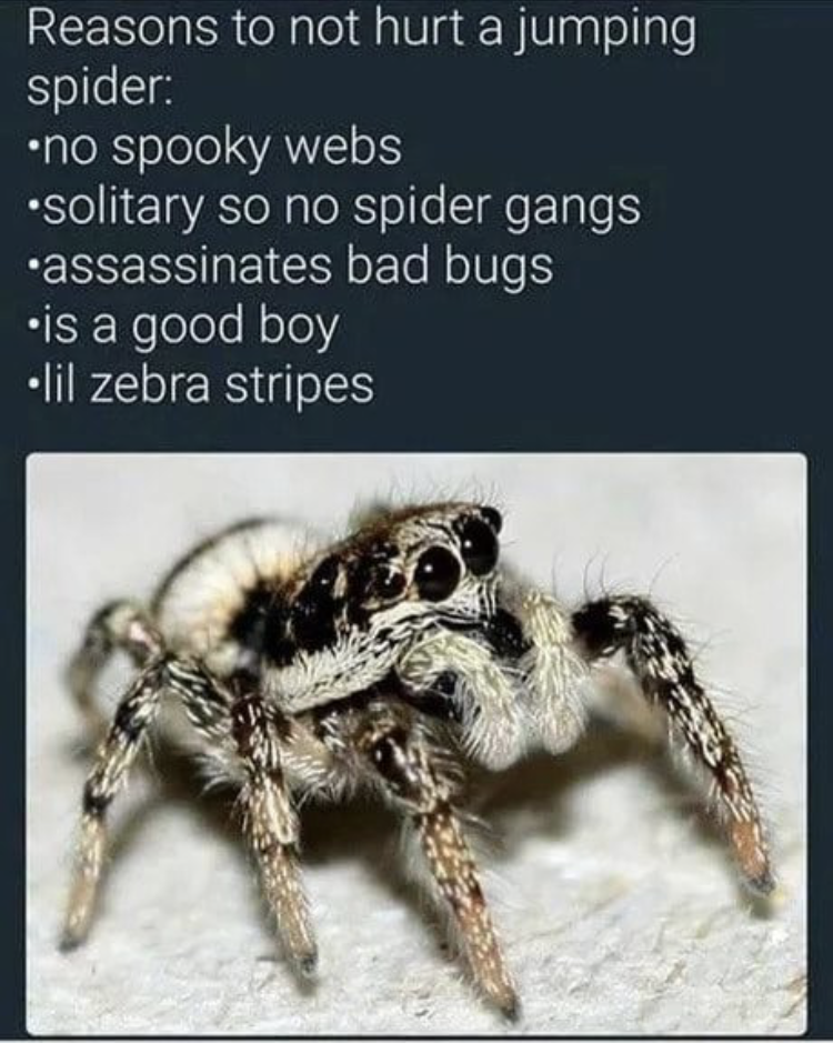 Reasons to not hurt a jumping spider .no spooky webs solitary so no spider gangs assassinates bad bugs is a good boy lil zebra stripes
