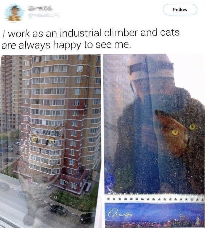 I work as an industrial climber and cats are always happy to see me. Le Celet Tere