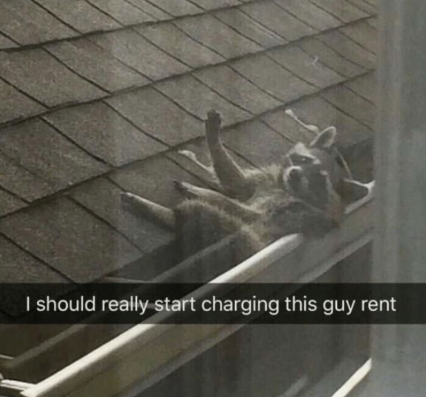 raccoon charging rent - I should really start charging this guy rent