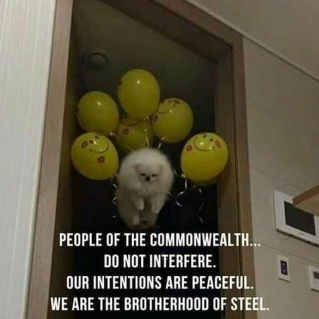 pomeranian with balloons - People Of The Commonwealth... Do Not Interfere. Our Intentions Are Peaceful. We Are The Brotherhood Of Steel.