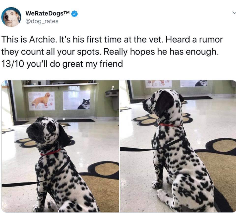 dalmatian - WeRateDogsTM This is Archie. It's his first time at the vet. Heard a rumor they count all your spots. Really hopes he has enough. 1310 you'll do great my friend