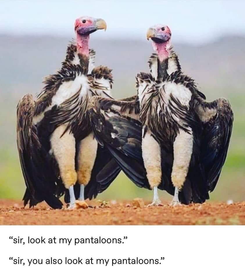 sir look at my pantaloons vultures - "sir, look at my pantaloons. "sir, you also look at my pantaloons."